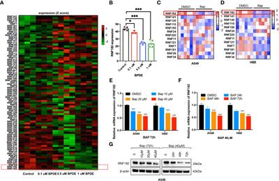 Inhibition of RNF182 mediated by Bap promotes non-small cell lung cancer progression